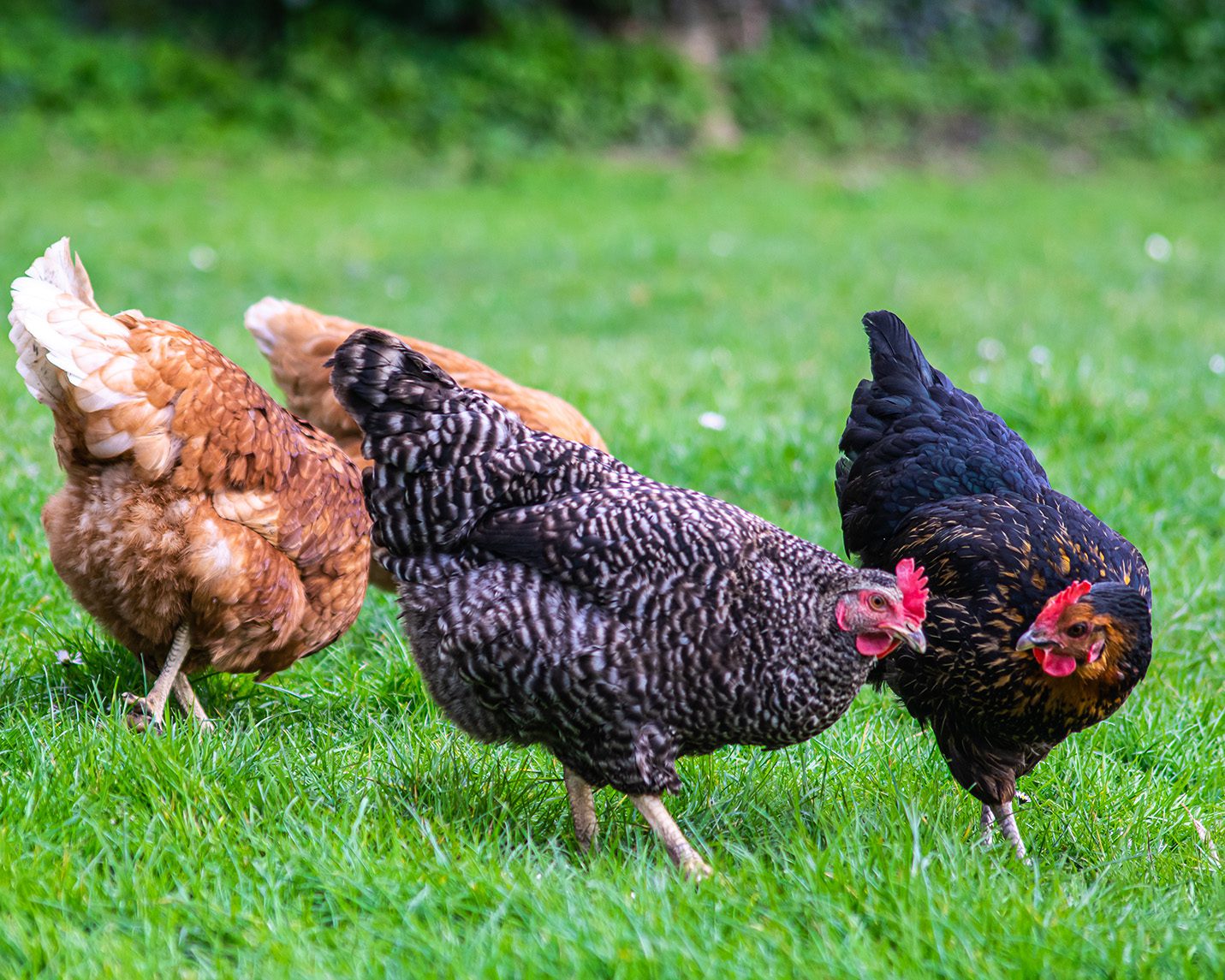 A closeup shot of a group of chickens grazing on a field.